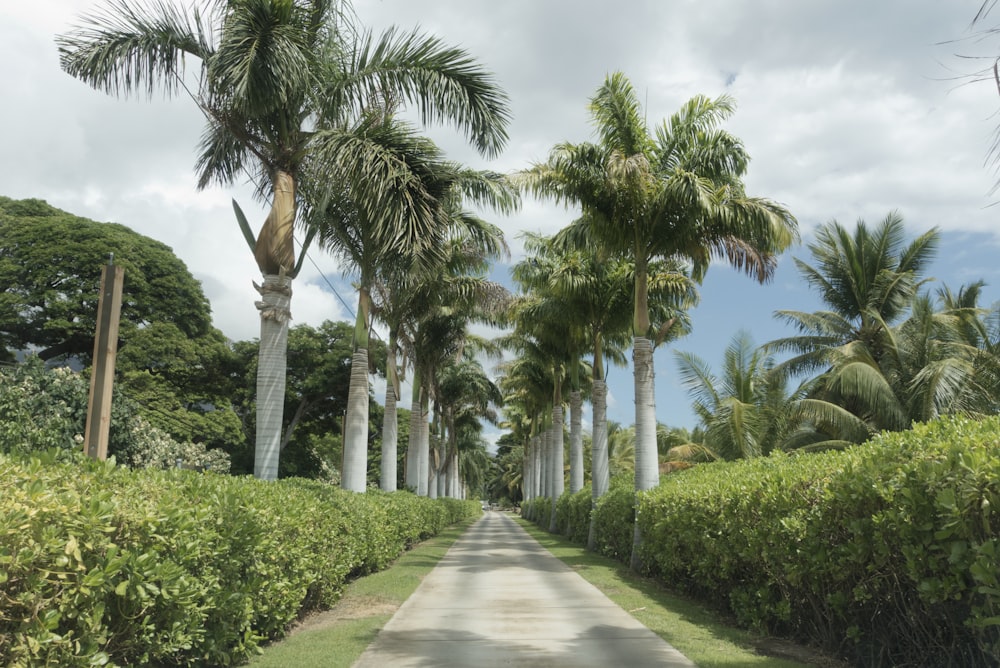 a path with palm trees and bushes