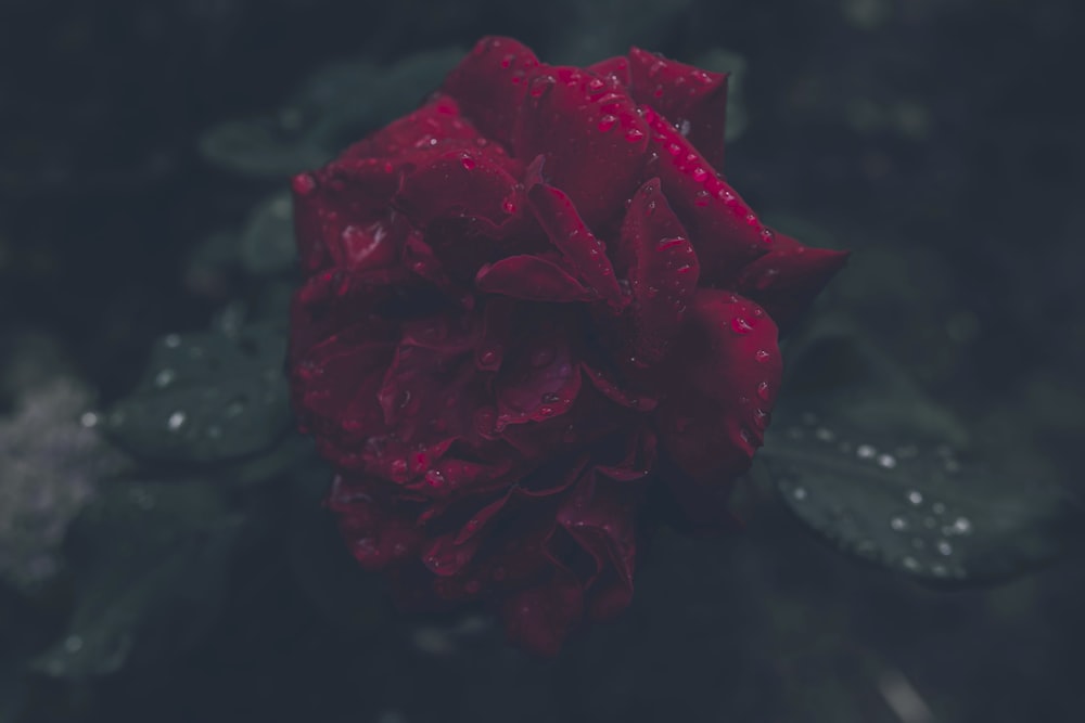 a red flower on a black surface