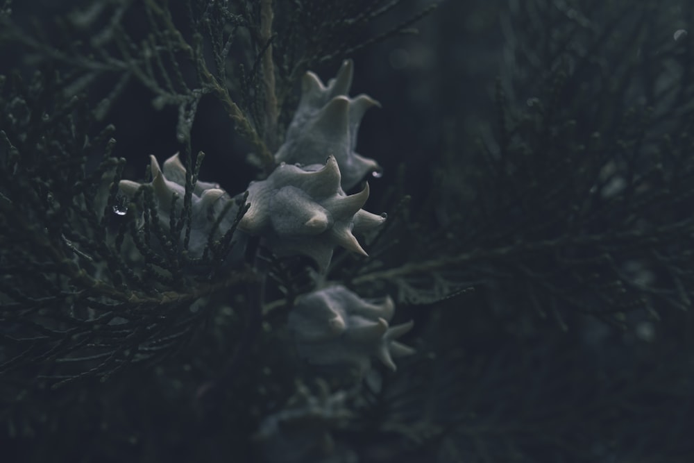 a group of pine cones