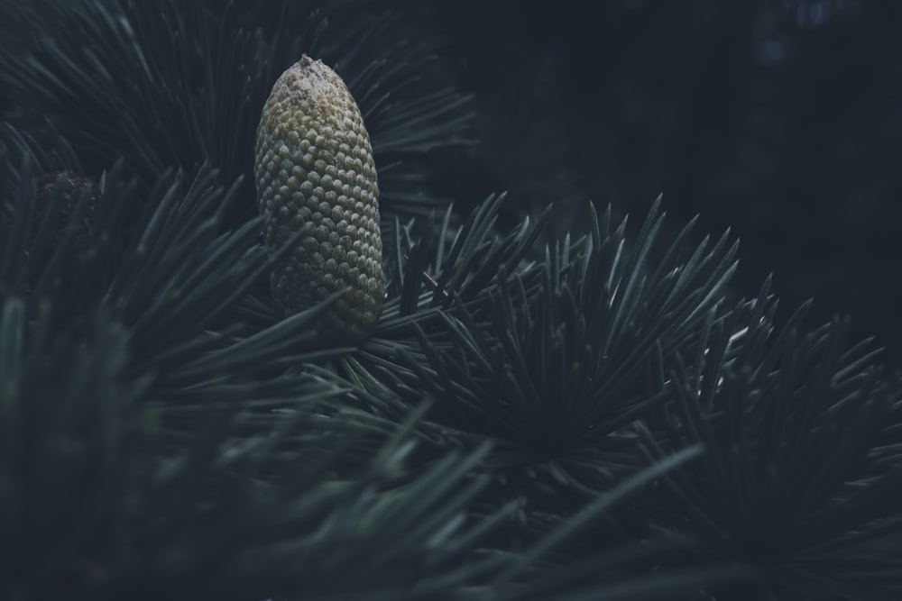 Un ananas sur un arbre