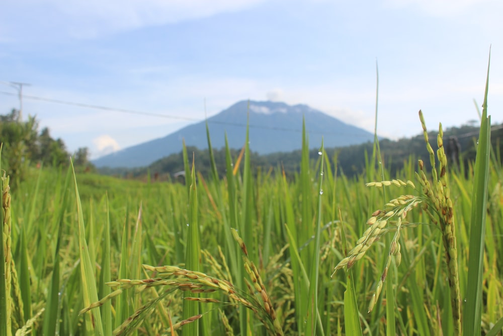 a field of green grass with a mountain in the background