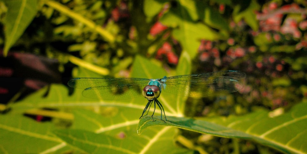 a dragonfly on a leaf