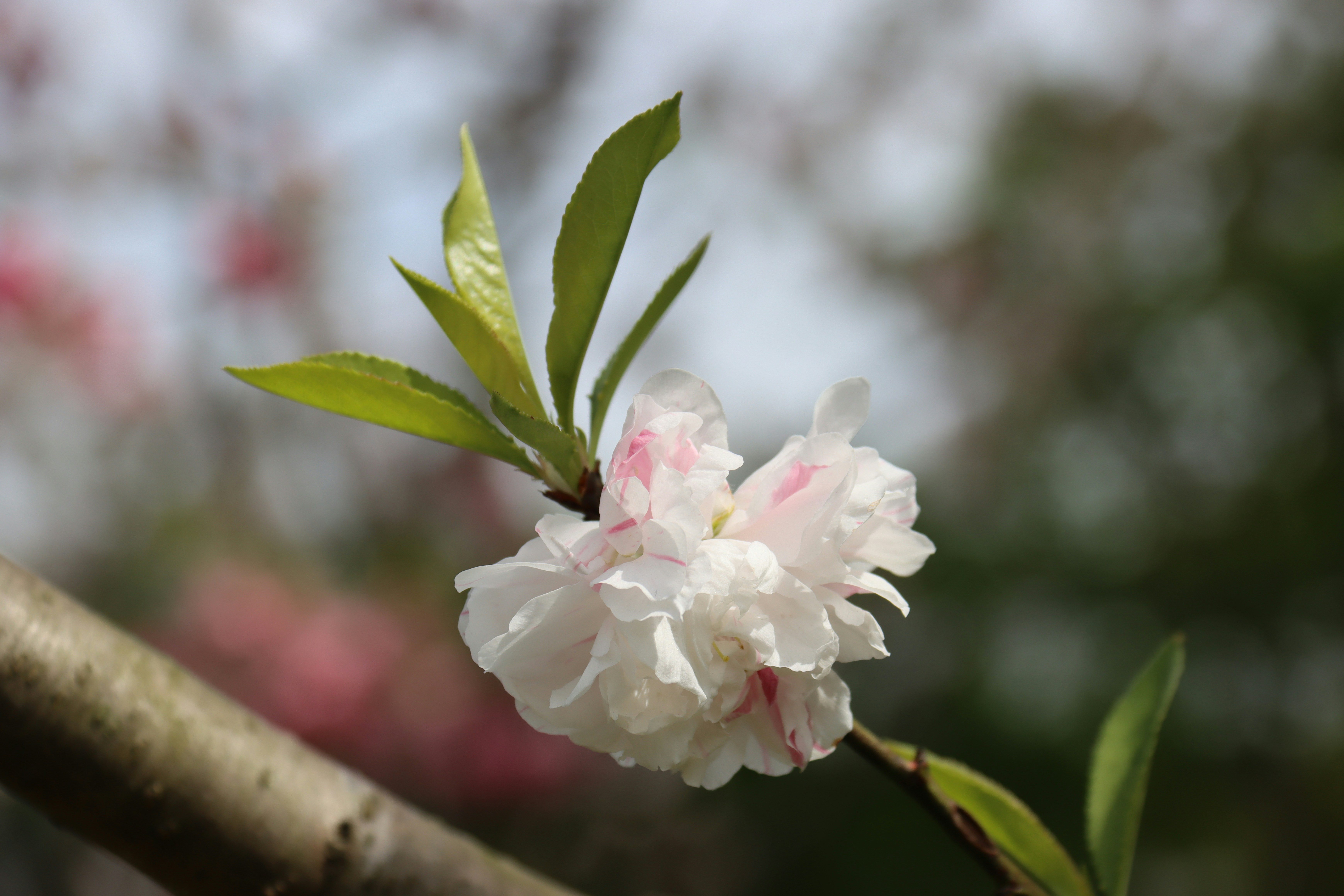 枝头一朵花
