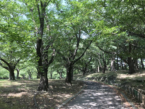 A peaceful city park with winding paths, native plants, and wooden benches under dappled sunlight.