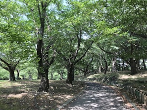 A peaceful park scene with sunlight filtering through tall trees onto a winding path.