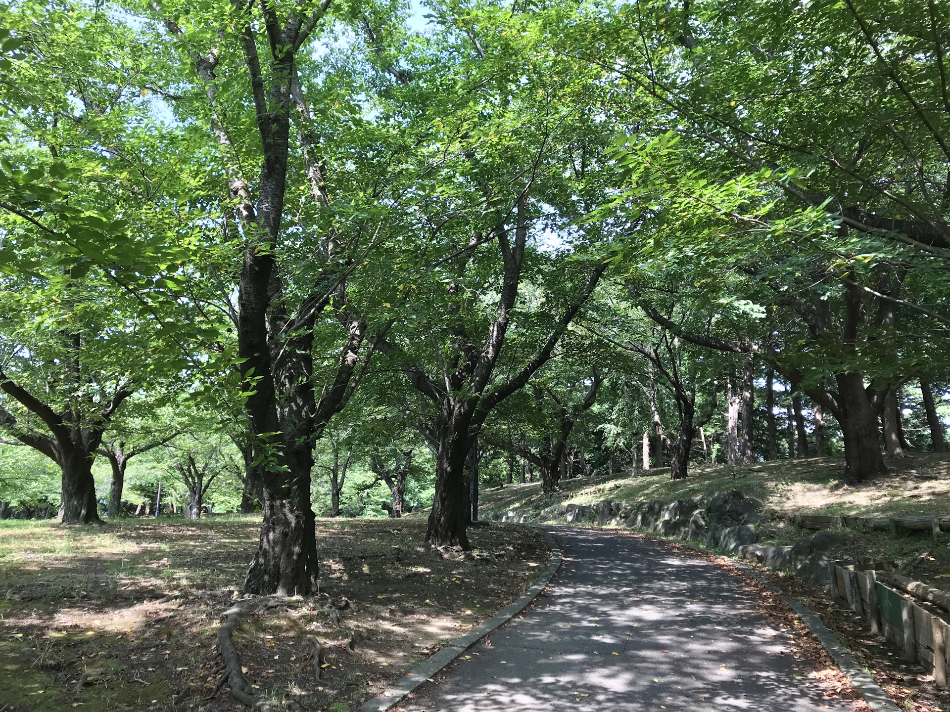 woman wearing yellow long-sleeved dress under white clouds and blue sky during daytime