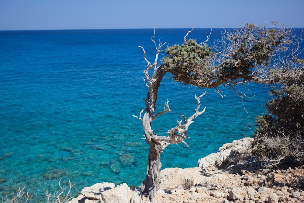 a tree on a rocky beach