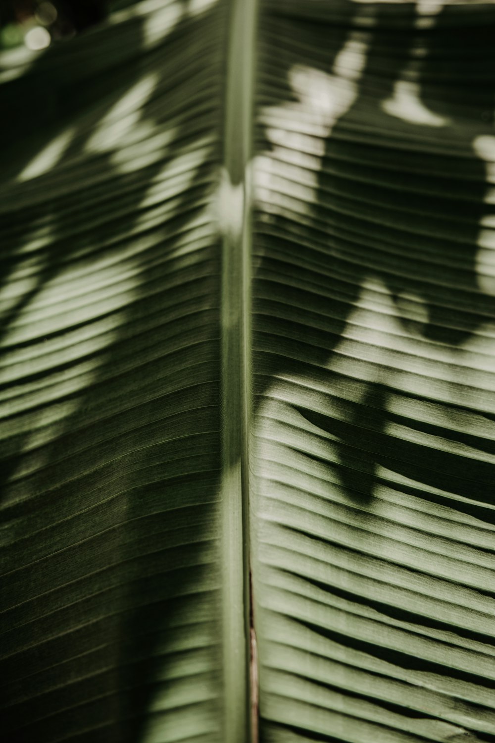 a close up of a bamboo