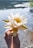 a hand holding a white flower