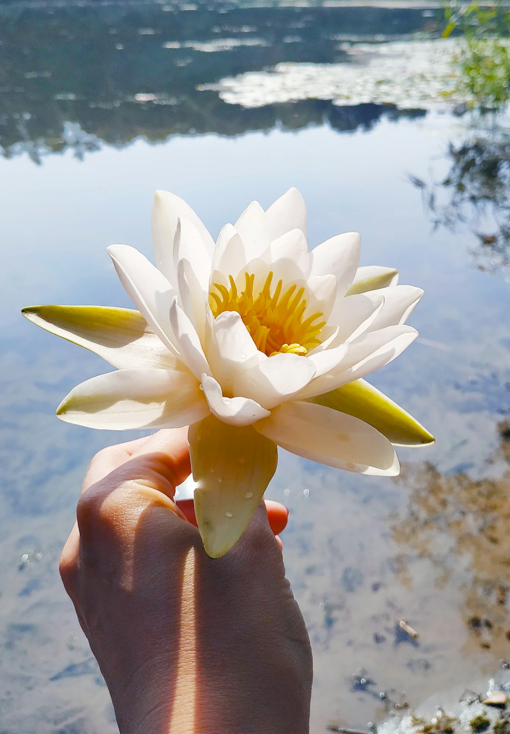 una mano che tiene un fiore bianco