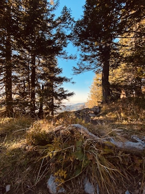 A pathway surrounded by dense pine trees leads to a scenic view of distant mountains under a clear blue sky. The ground is covered with grass and scattered twigs, indicating a natural forest setting.