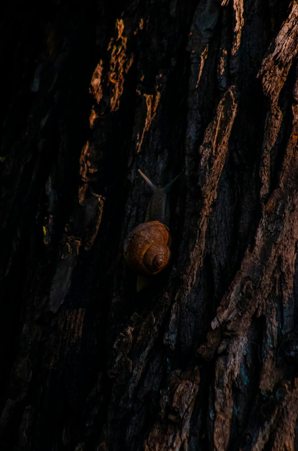 a close up of a tree trunk