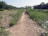 A narrow dirt path runs through a lush and green agricultural field. On either side of the pathway, rows of leafy crops are growing. A body of water is visible to the right, reflecting the sky. Trees line the far side of the field, creating a natural boundary. A few wooden stakes are positioned along the field edge.