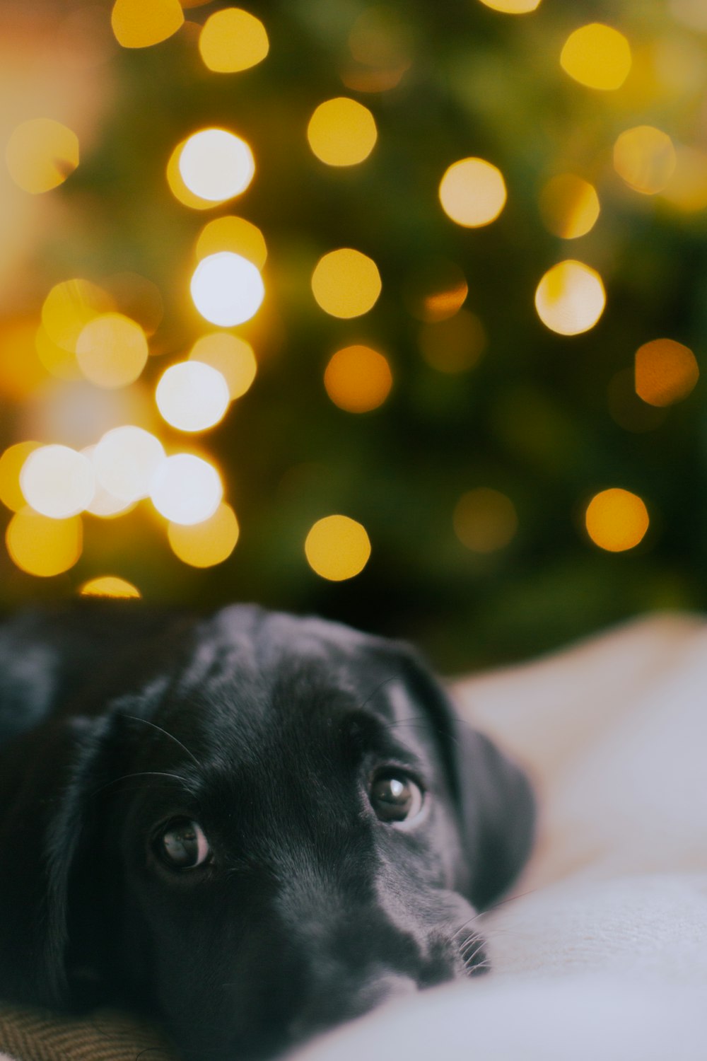 a black dog looking up