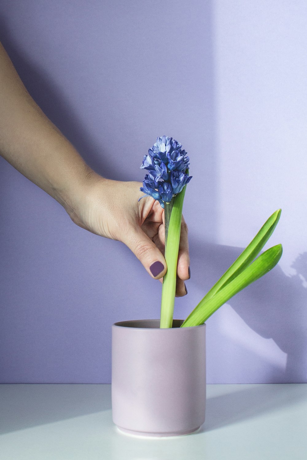 una mano sosteniendo una flor azul