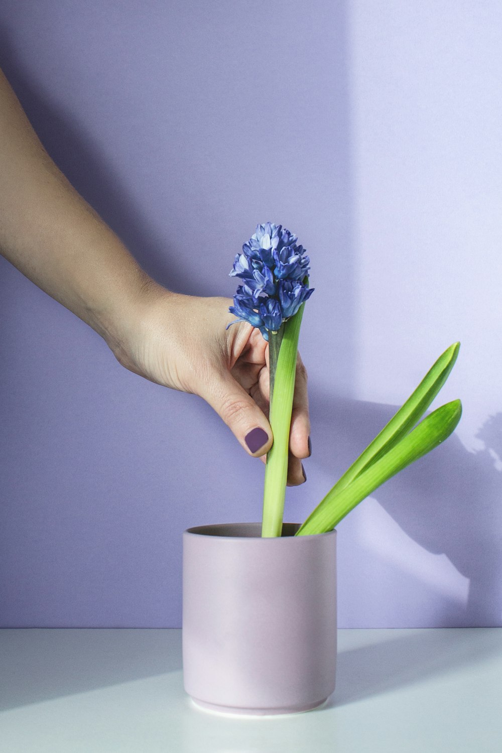 eine Hand, die eine blaue Blume hält