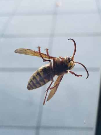A close-up of a wasp standing on a glass surface. The wasp has prominent yellow and black markings on its body, translucent wings, and long curved antennae. The background is blurred with some grid-like pattern visible, possibly a window or a tiled surface.