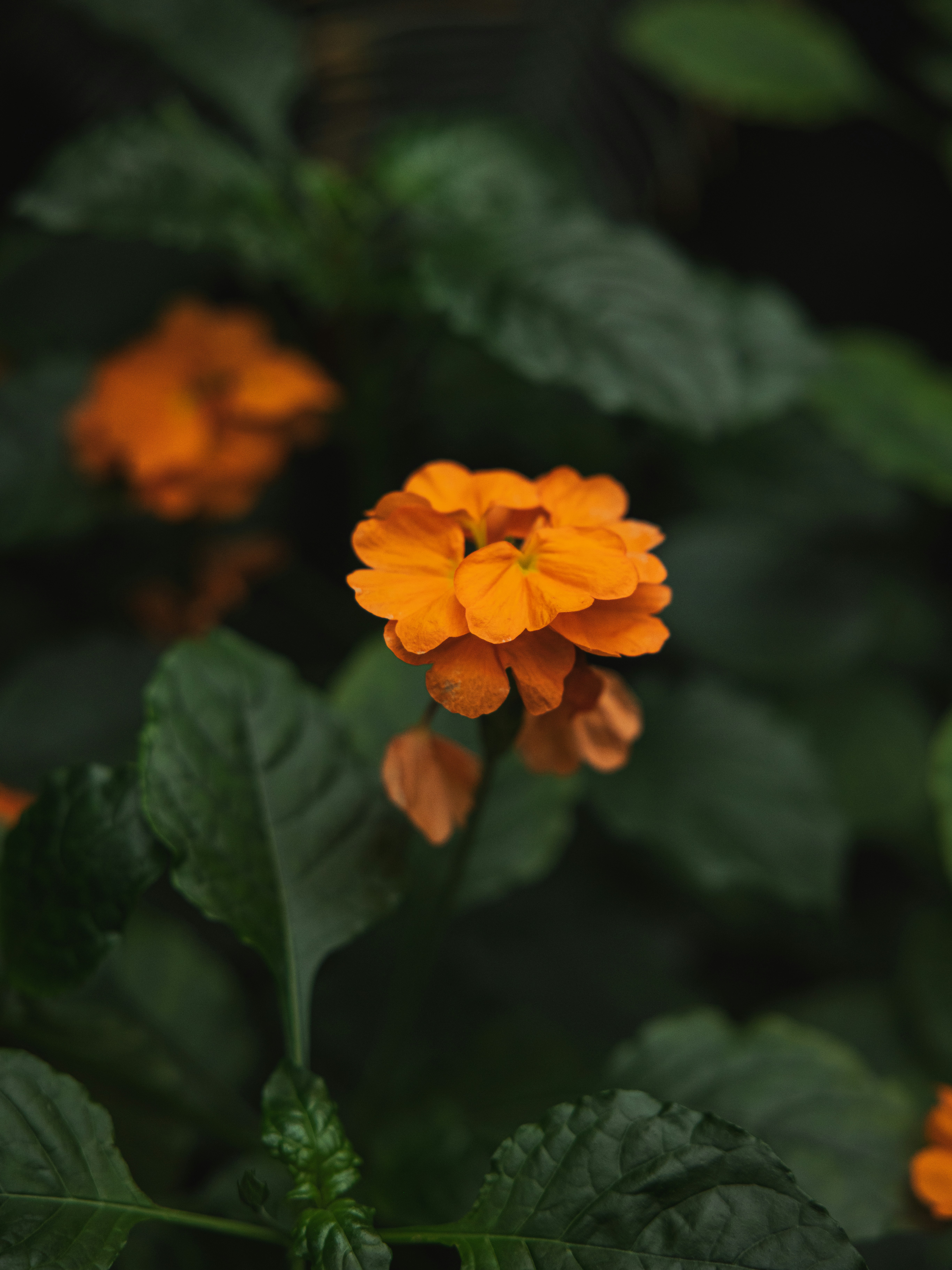 Photo by zhaozhao1993