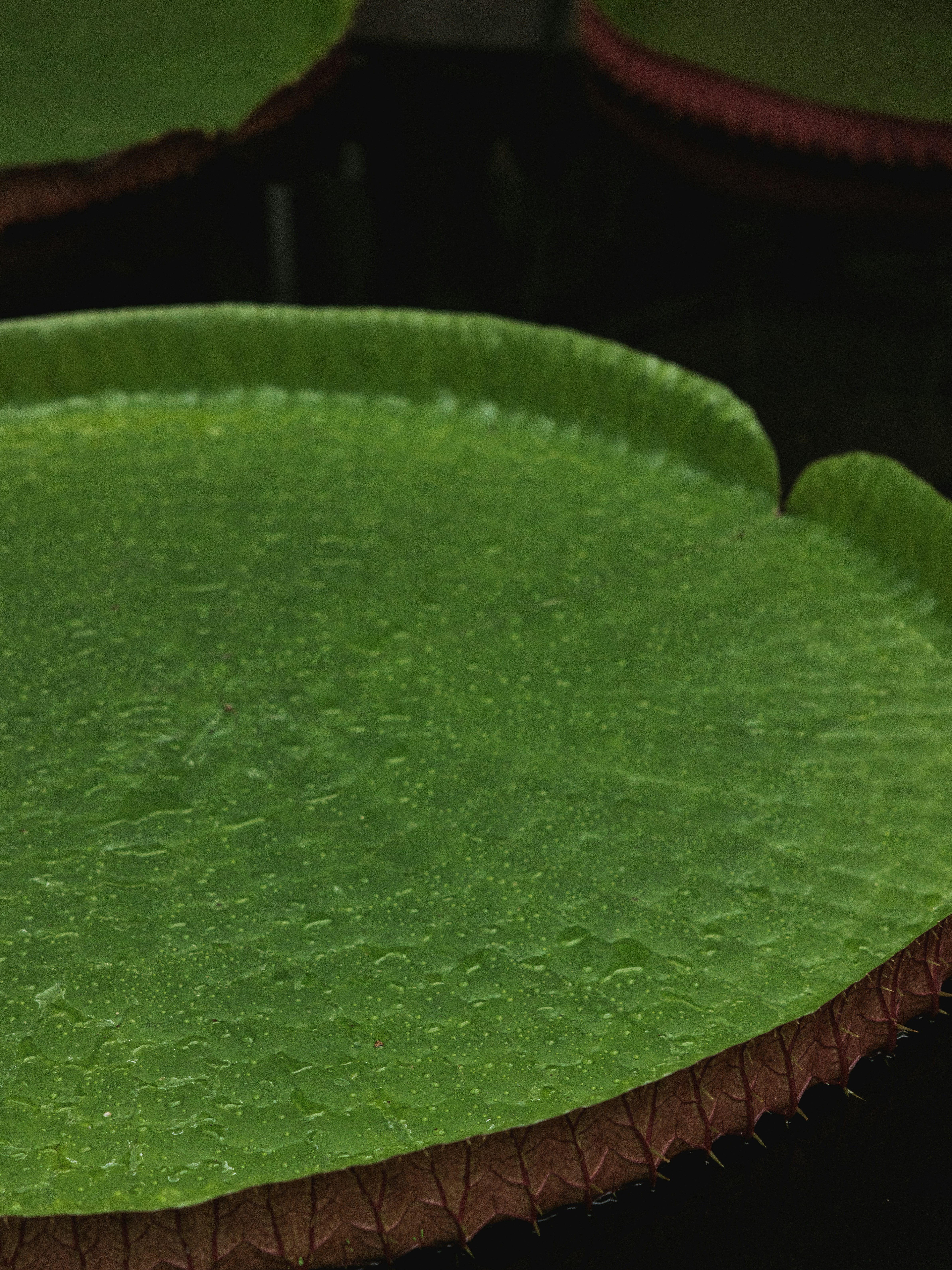 A green pool of water photo – Free Green Image on Unsplash