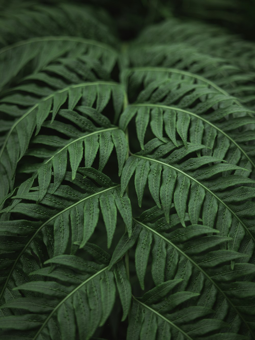 a close-up of some leaves