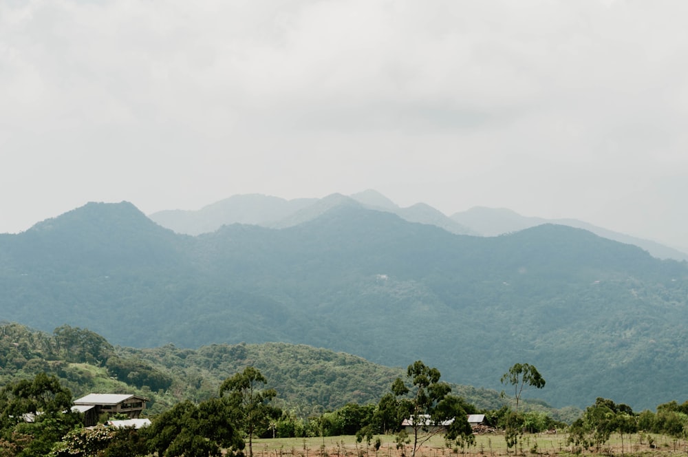 a landscape with trees and mountains in the background