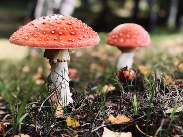 Vibrant red-capped mushrooms with white speckles grow among grass and fallen leaves in a forest setting, creating a natural and enchanting scene.