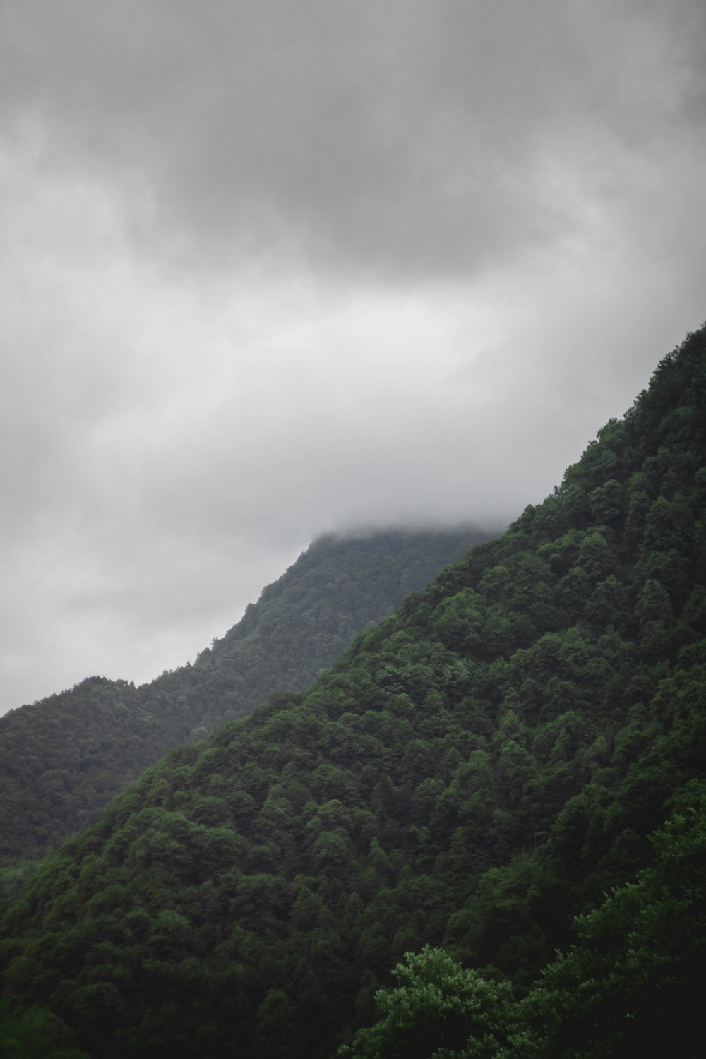 a mountain with trees on it