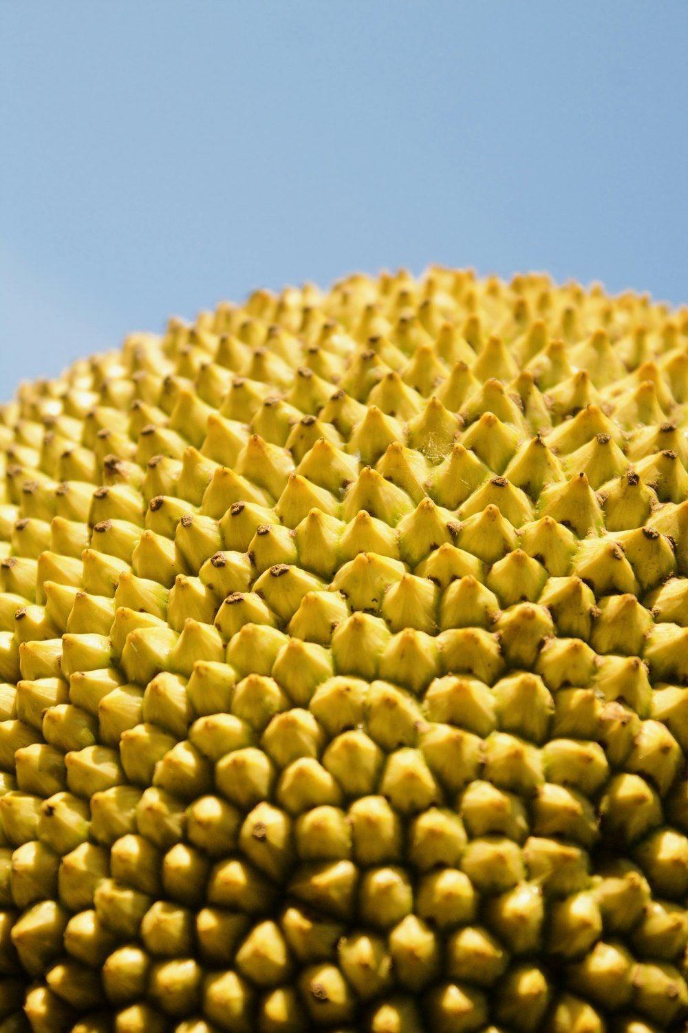 a large pile of yellow potatoes