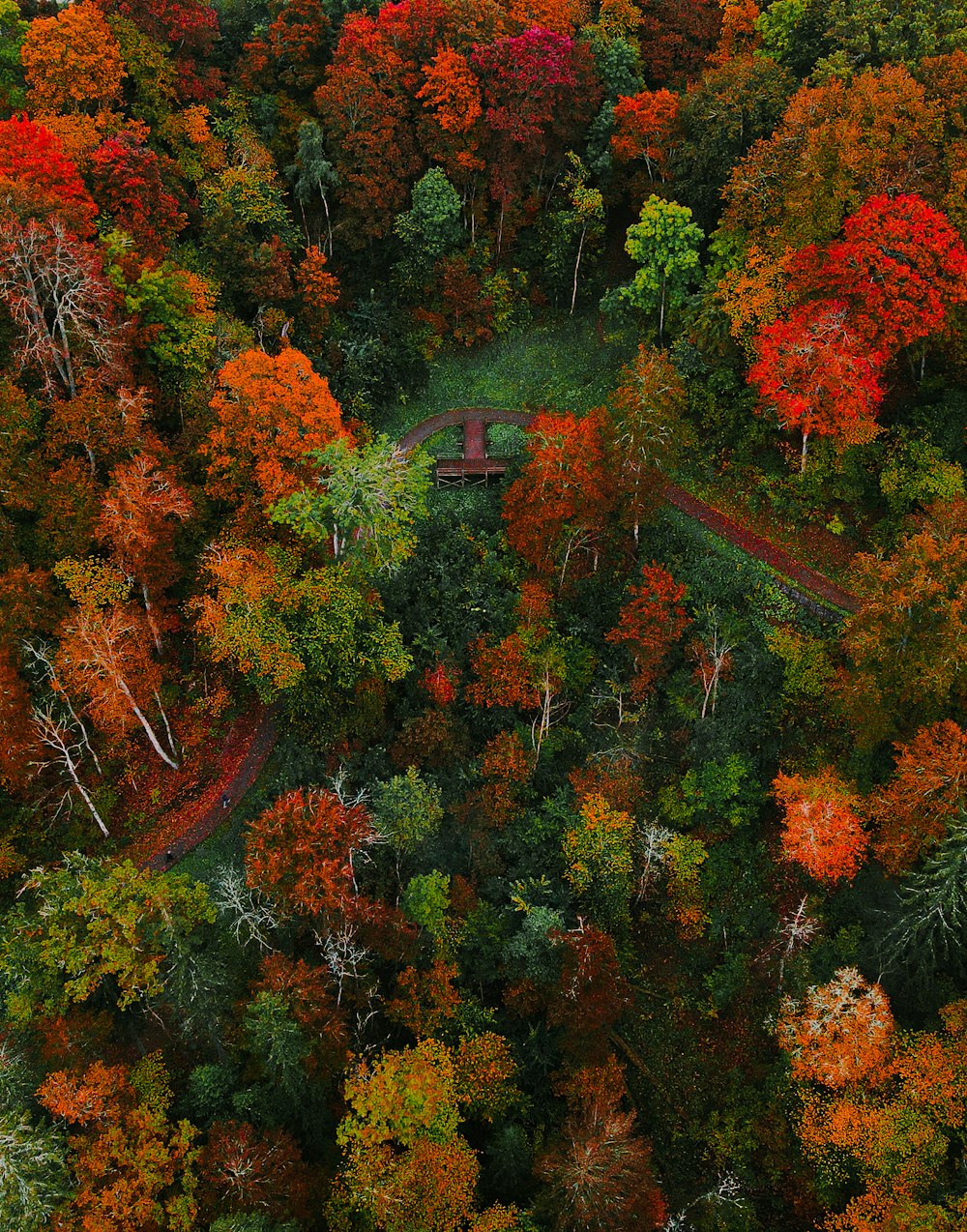a high angle view of trees
