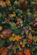 a winding road through a forest