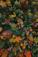 a winding road through a forest