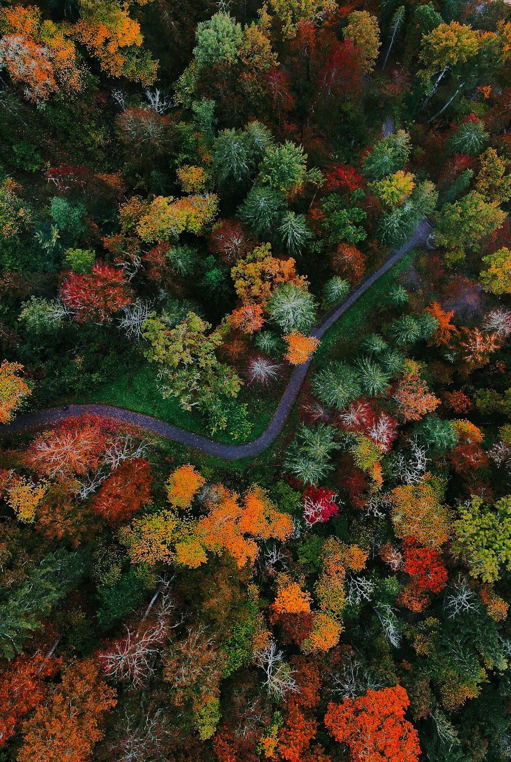 Una strada tortuosa attraverso una foresta