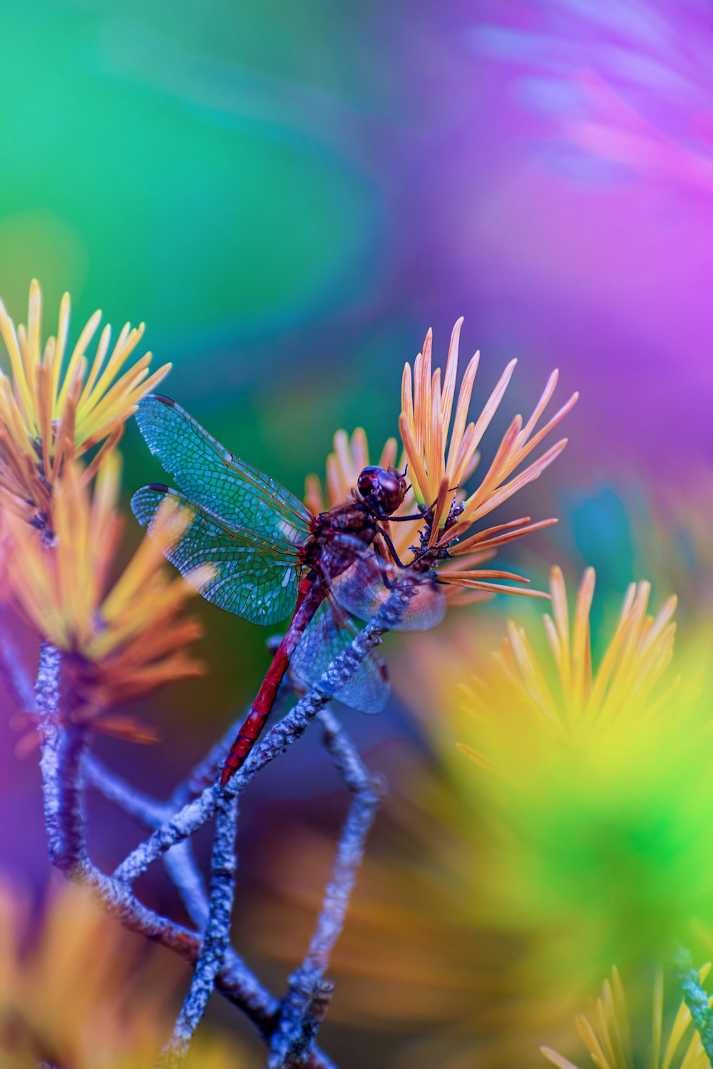 a dragonfly on a flower