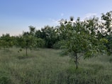 Farmers tending to fruit trees leased through Kinyan Shemita under a bright blue sky.