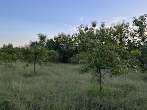 Volunteers planting young trees in a thriving orchard under a clear blue sky.