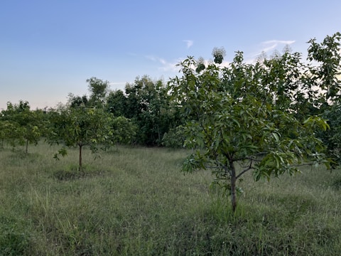 A field with several young fruit trees spread across the grassy landscape. The sky is clear with a few clouds, and the overall setting is natural and tranquil. The trees appear healthy and are surrounded by lush grass.