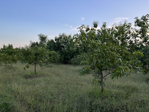A field with several young fruit trees spread across the grassy landscape. The sky is clear with a few clouds, and the overall setting is natural and tranquil. The trees appear healthy and are surrounded by lush grass.