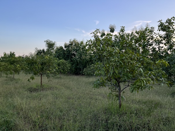 Certified farm fields with rows of healthy fruit plants under a clear sky.