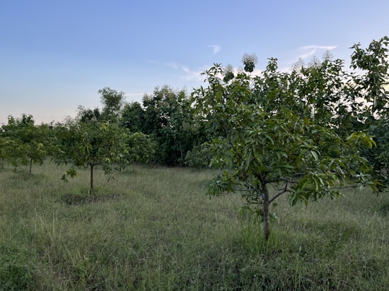 A field with several young fruit trees spread across the grassy landscape. The sky is clear with a few clouds, and the overall setting is natural and tranquil. The trees appear healthy and are surrounded by lush grass.