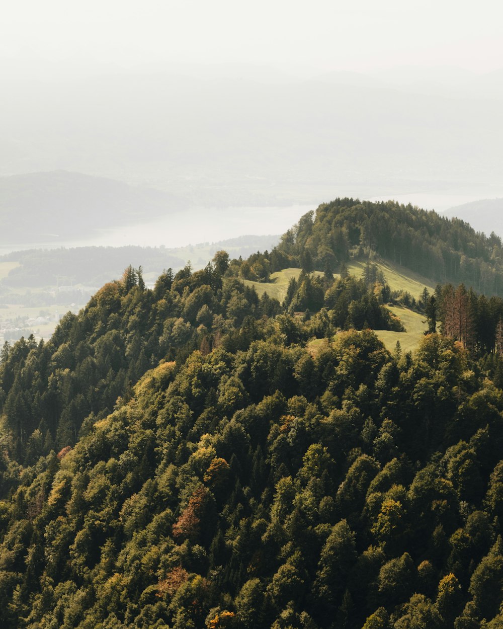 a forest of trees