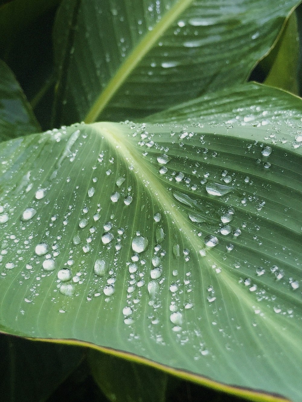 a close up of a leaf