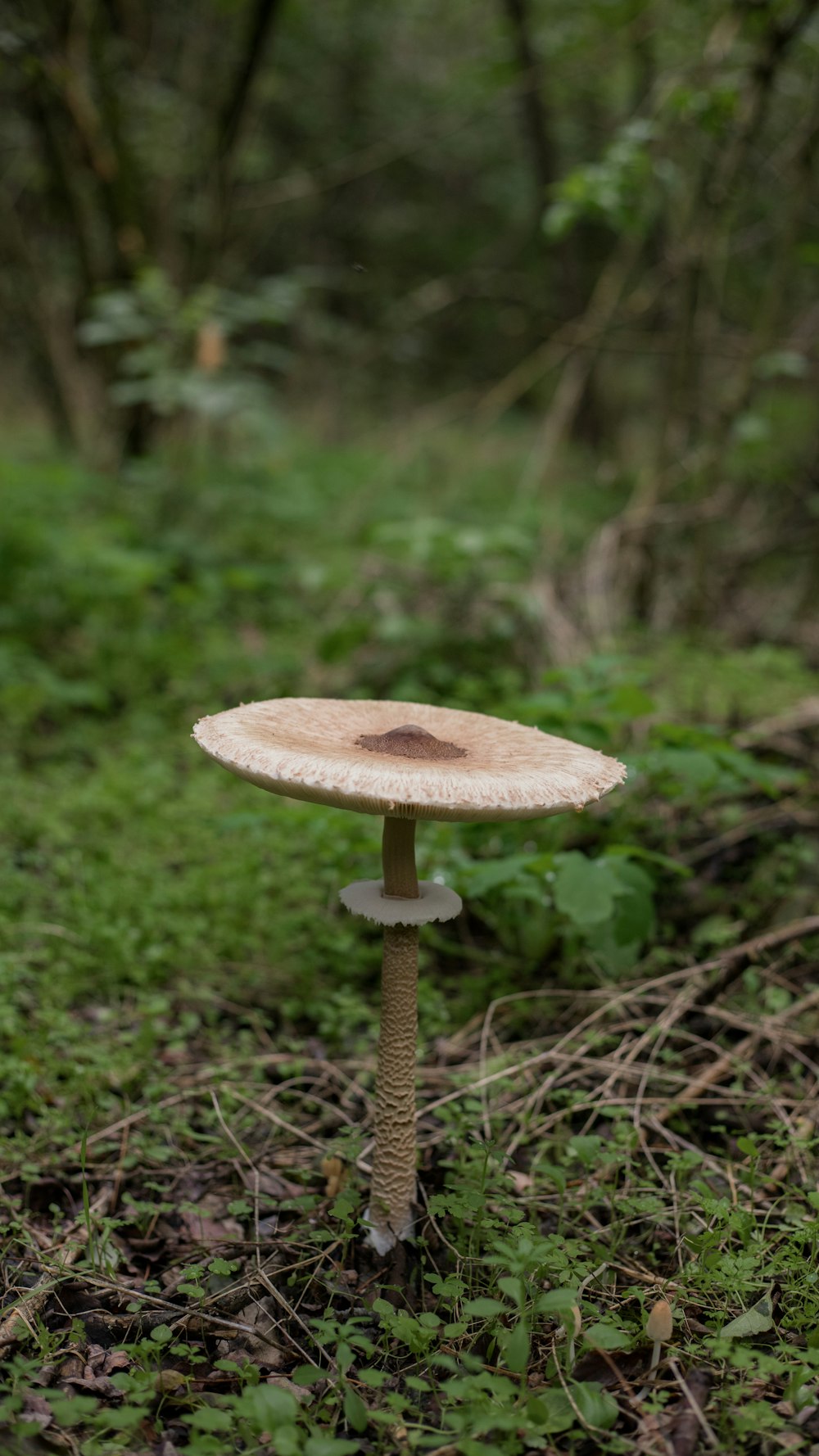 a mushroom growing in the woods