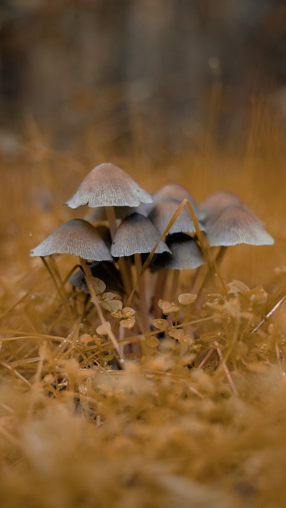 a group of mushrooms growing in the grass