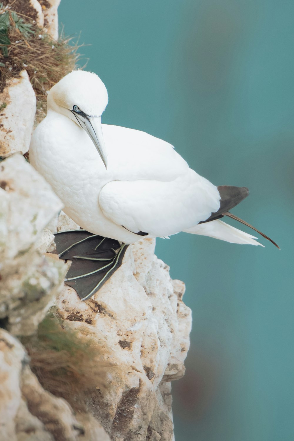 a couple of white birds on a tree branch