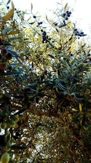A lush canopy of olive trees filled with ripe, dark olives interspersed among green leaves. The branches are densely packed, creating a thick overlay of foliage.