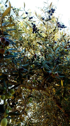 A lush canopy of olive trees filled with ripe, dark olives interspersed among green leaves. The branches are densely packed, creating a thick overlay of foliage.