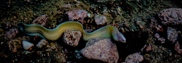 A fish swimming in the water