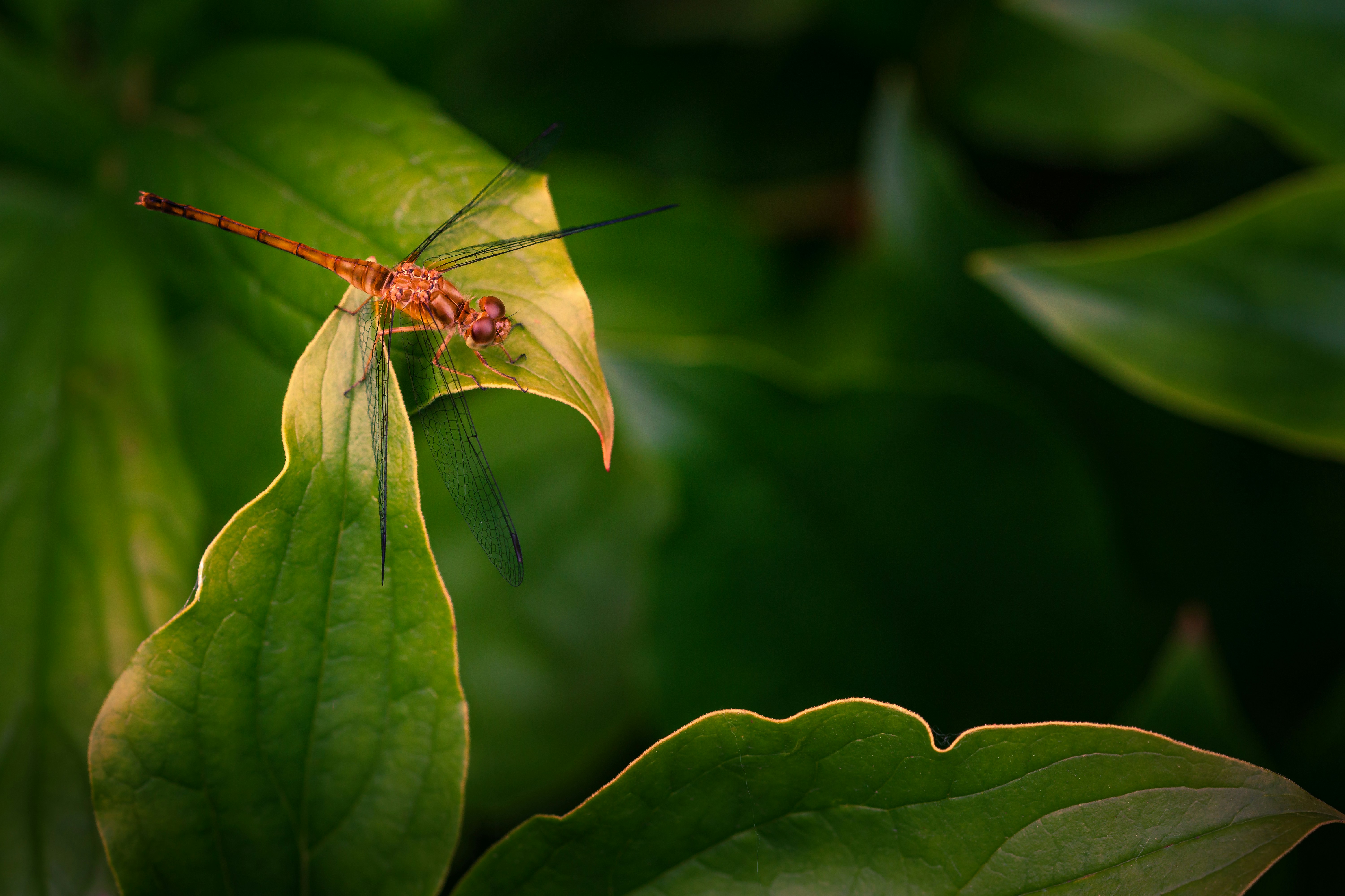 Photo by davidajones940