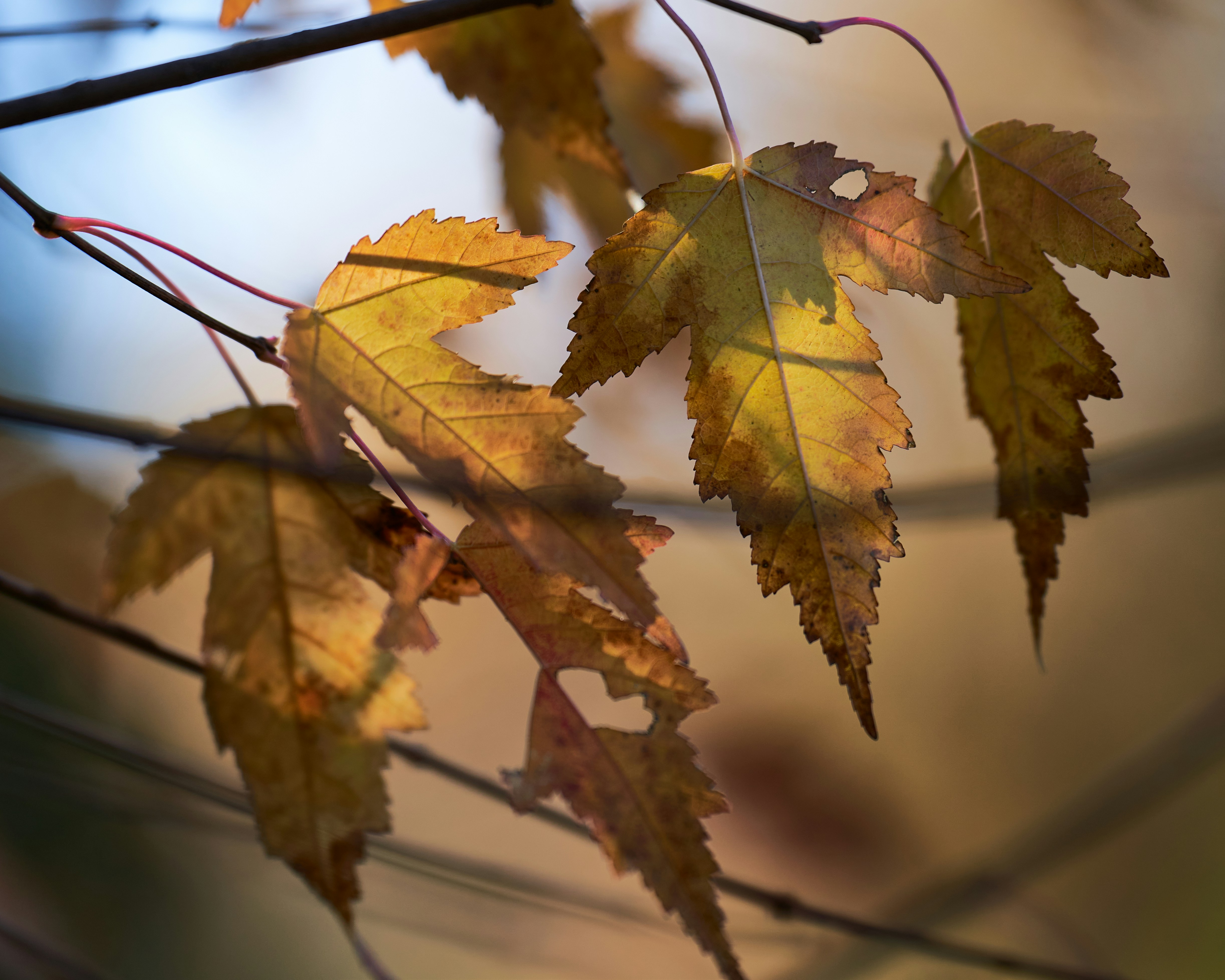 Photo by davidajones940