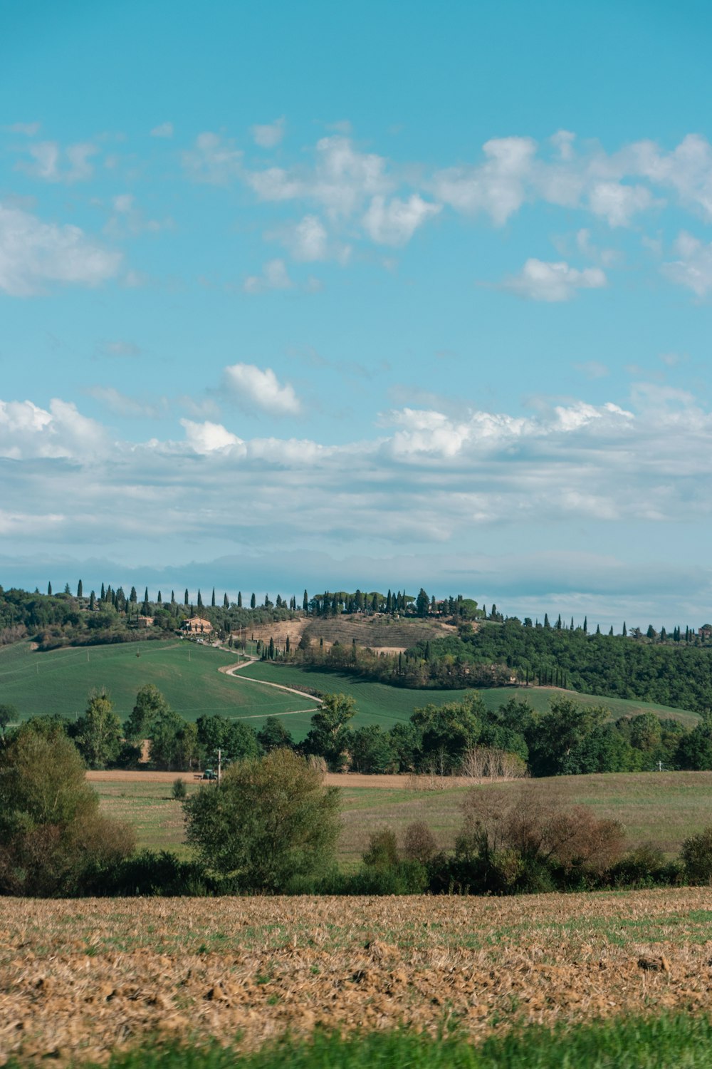 a landscape with trees and grass